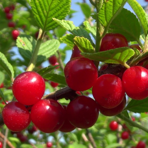 ягоды войлочной вишни