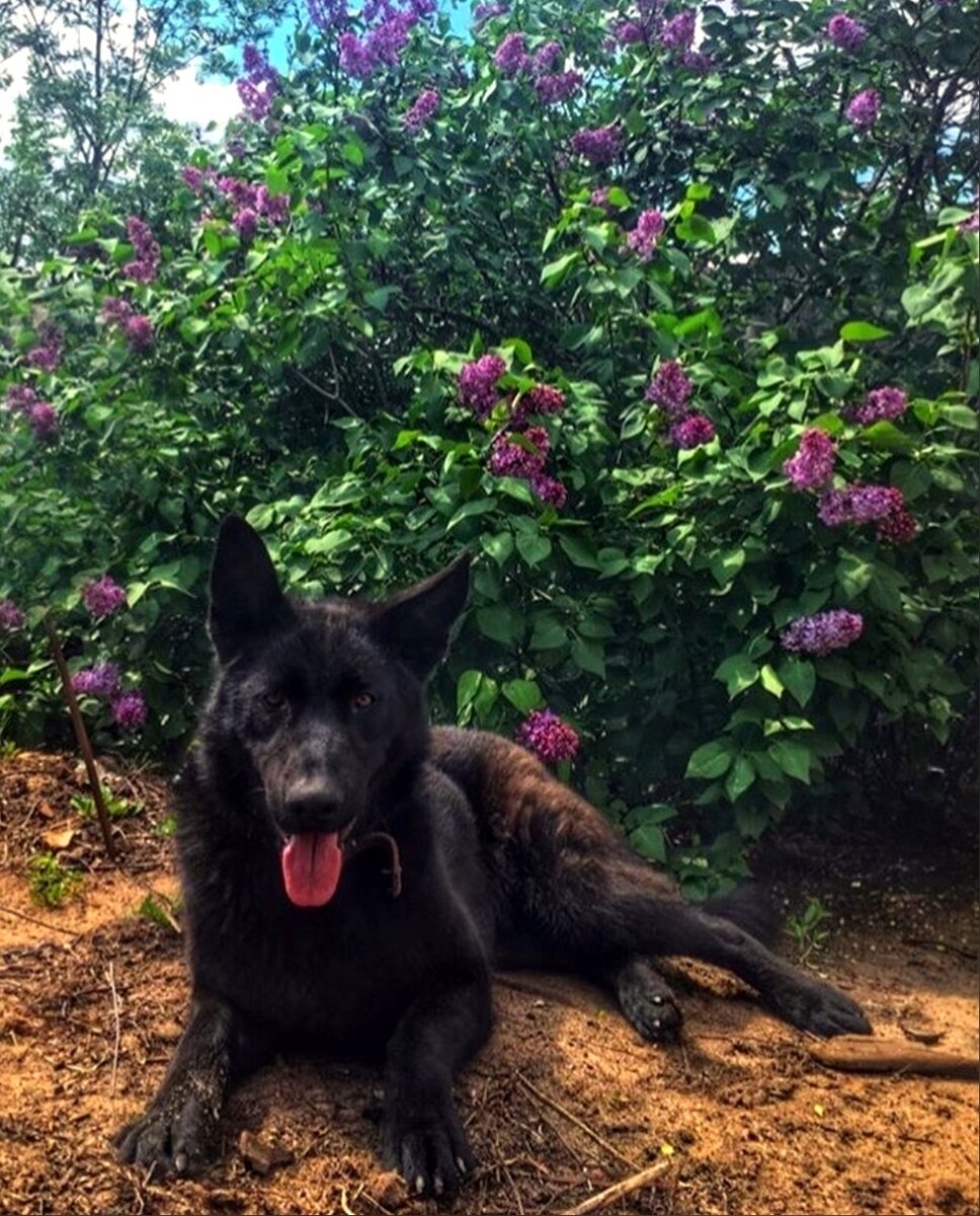 На фото наша собака, о которой ниже пойдёт речь. Порода - метис лайки и немецкой овчарки.