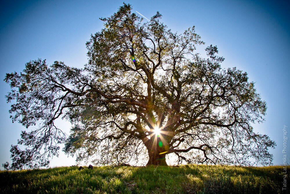 Древо жизни - фото из интернета 