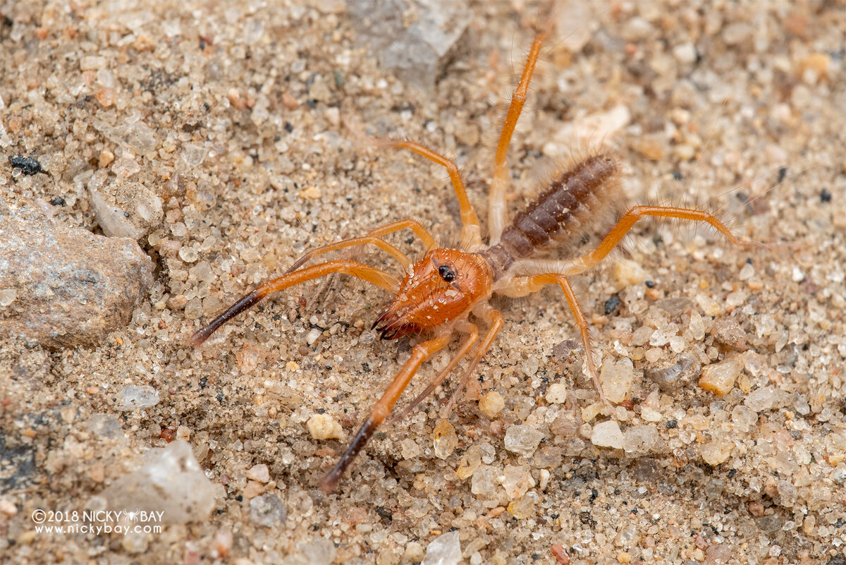 Фото: flickr / Nicky Bay