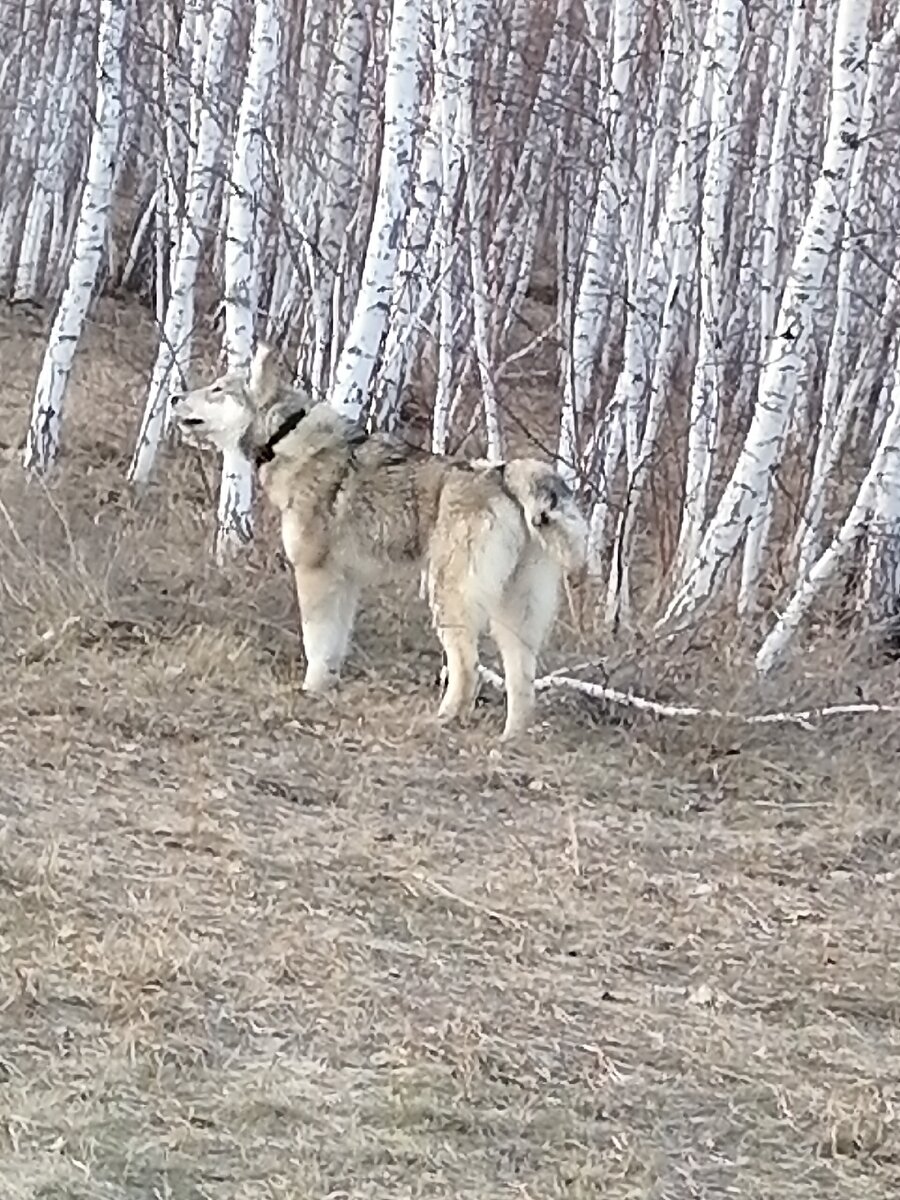 Снег почти сошел, о Фросе, и другие новости | Светлана Волонтер | Дзен