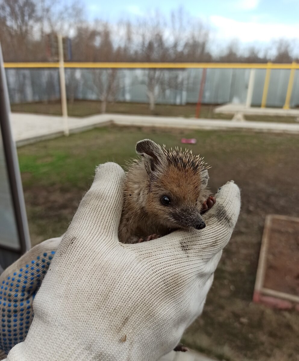 Я в руках держу маленького ёжика.