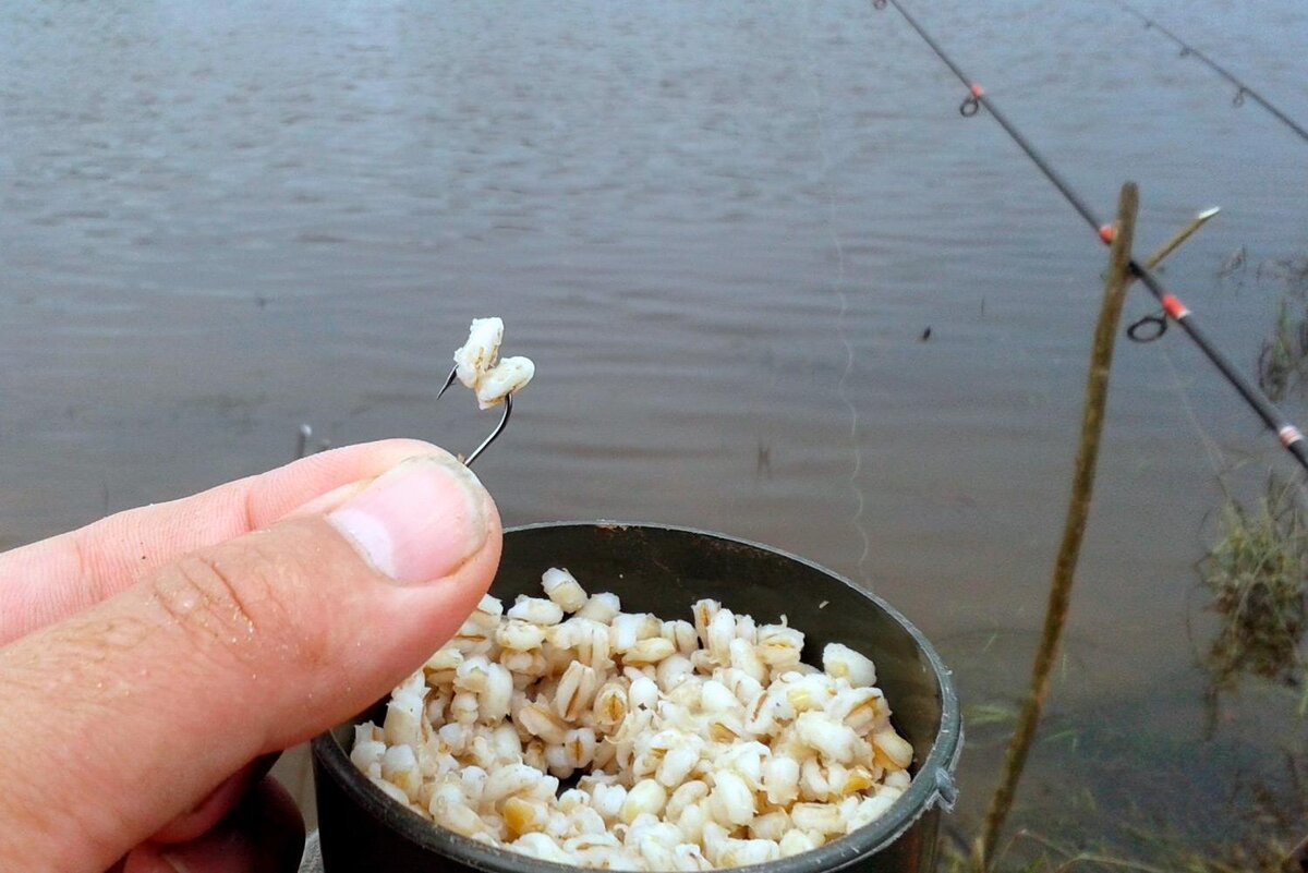 Перловка как приманка на рыбалке