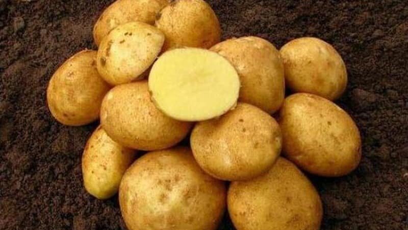 Самые крупные сорта картофеля для посадки на даче