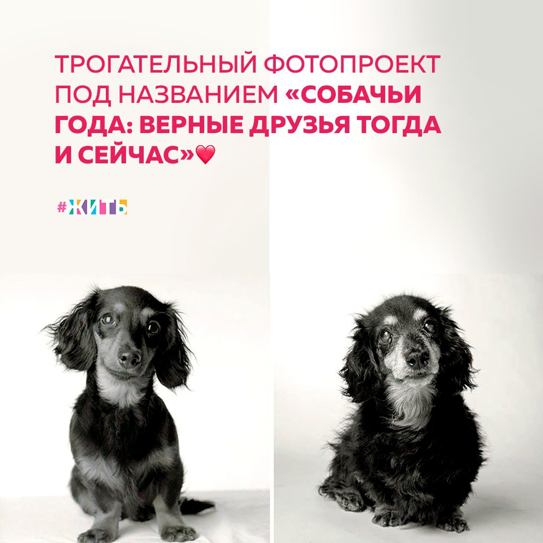 Фотограф-документалист, о работе которого мы Вам расскажем сегодня, работает с животными уже более 20 лет и в течение всего этого времени сделал серию снимков собак, которые находятся на разных стадиях своей жизни📷 
Это возрастные изменения четвероногих друзей стали вдохновением для создания трогательной книги портретов☺

Посмотрите и Вы эту трогательную подборку фотографий и убедитесь в том, насколько сильно меняются наши любимцы со временем🐶

А у Вас много совместных фотографий с Вашим питомцем?

#жить #животные #фотографии