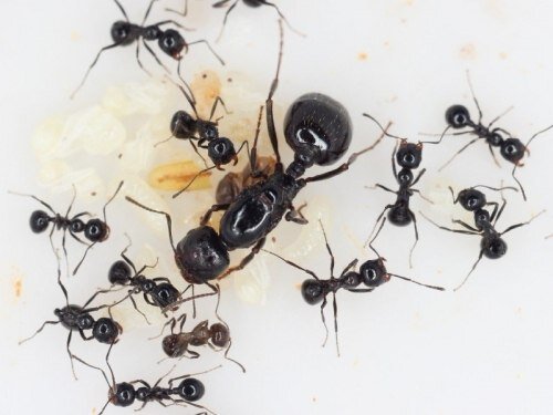 Колония жнецов.