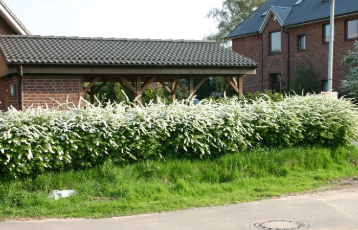 Живые изгороди - удачный ландшафтный прием, с помощью которого можно украсить территорию, зонировать участок или скрыть соседский забор. Существуют хвойные и лиственные растения, которые разрастаются от 0,5 до 3 метров в высоту и создают плотное ограждение. У каждого из них свои особенности, поэтому Novate.ru поможет выбрать лучший вариант для вашего участка.С помощью живой изгороди можно украсить территорию, зонировать участок или скрыть соседский забор