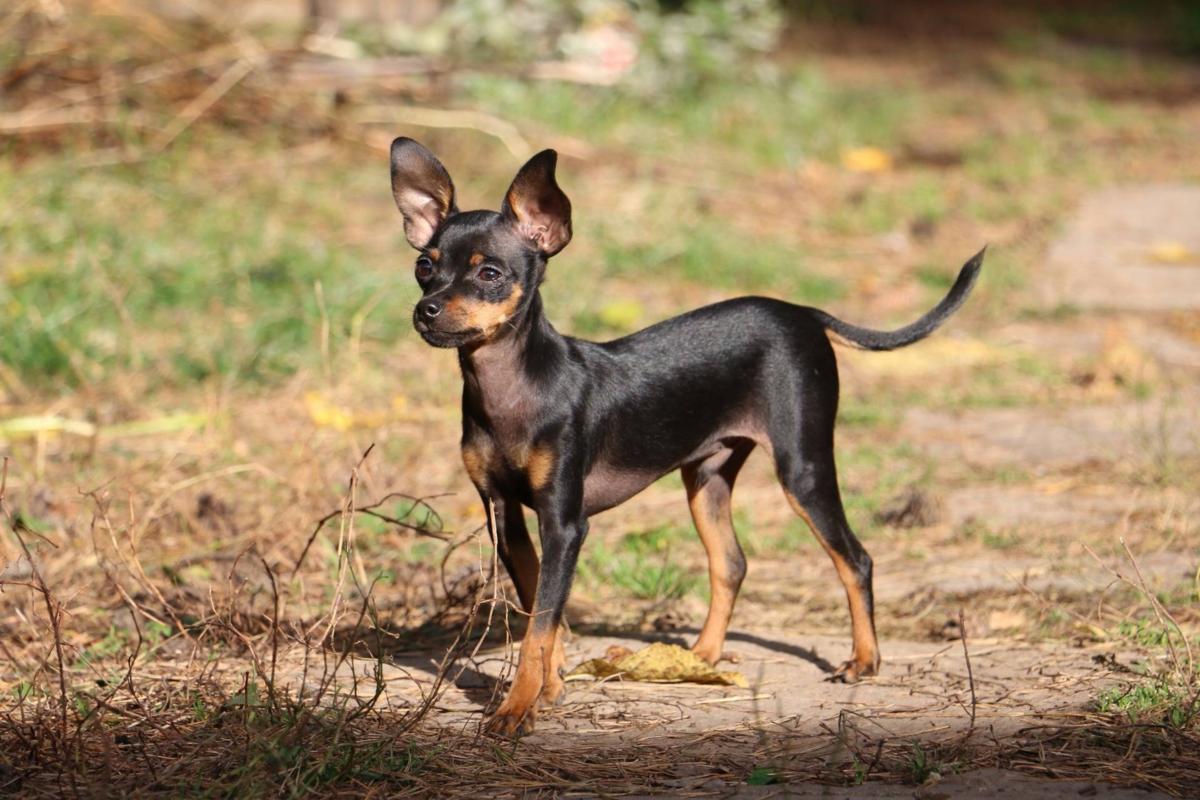 Знакомьтесь, пражский крысарик. Название вам о чём-нибудь говорит?..
