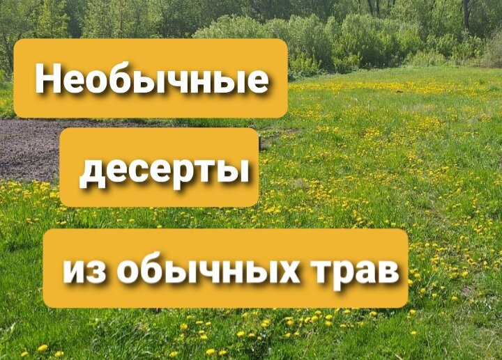Одуванчик - кто он - сорняк, украшение или необычный десерт?