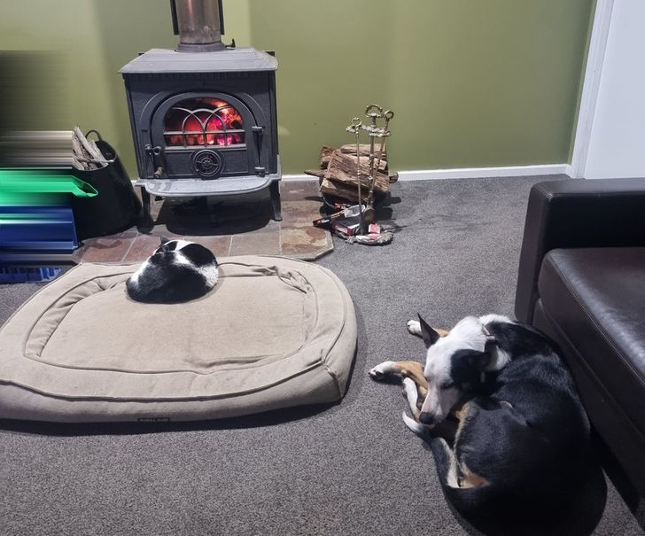 «Это моя кошка. Но это не ее кровать! Мой пес — слабак»