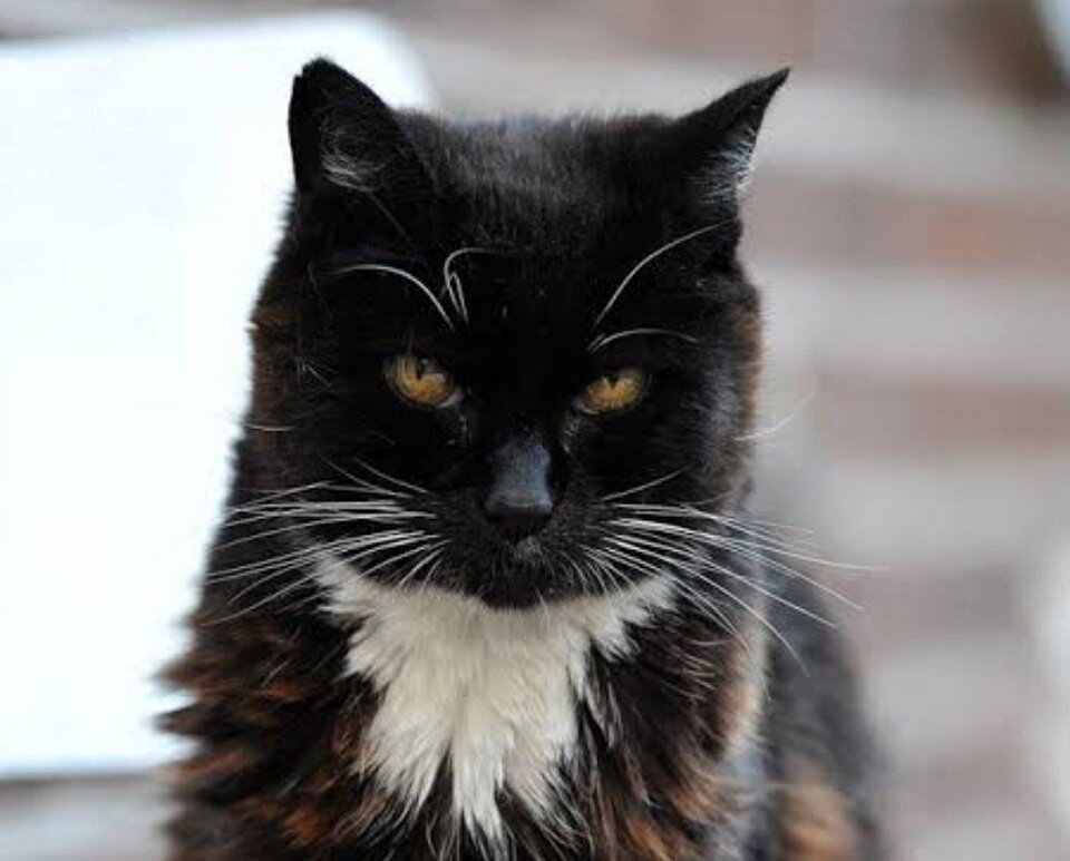 Легендарная Крим Пафф 