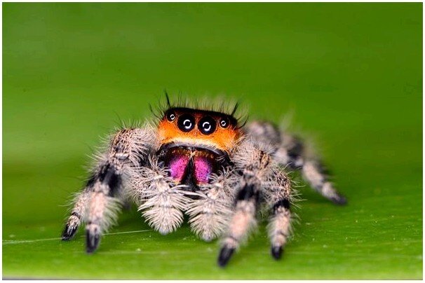 Что едят пауки? | Максим Атанасян | Дзен