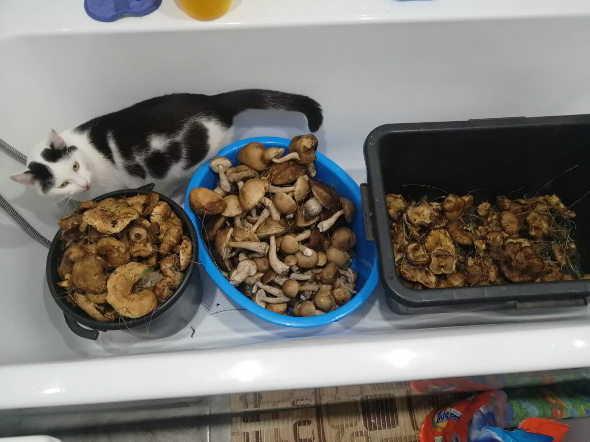 ПОДПИСКОЙ и/или ОТКЛИКОМ вы поддержите развитие канала. СПАСИБО!!!