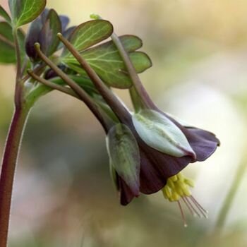 Aquilegia Chocolate Soldier 