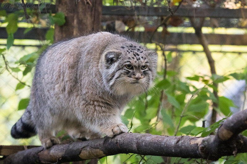 Фото Cloudtail the Snow Leopard (flickr.com)