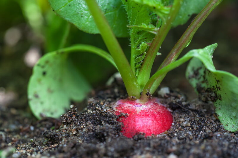 Набор для проращивания микрозелени: проращиватель, семена редиса, зеленый