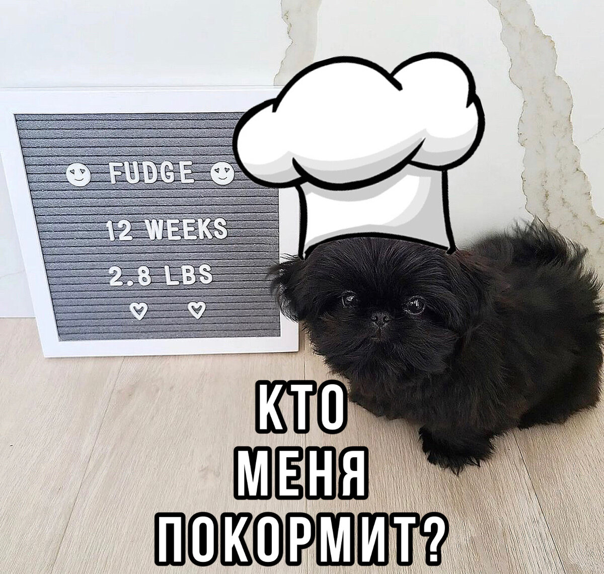 Как правило, породистые щенки попадают к владельцам не раньше, чем в возрасте  2,5-3 месяца. ⠀
В этот период происходит активный рост щенка. В это время к питанию обязательно нужно добавить продукты богатые кальцием, т.к. основной источник кальция (молоко) уже не усваивается.
⠀
В период смены зубов и до окончания основного роста щенок должен получать больше продуктов, чем взрослые собаки, содержащих легко усваиваемый и полноценный белок, полиненасыщенные жирные кислоты, минералы и витамины.

Кормить щенка нужно 4-5 раз в день.

Заботливые владельцы ответственно подходят к выбору качественного корма и используют всевозможные гаджеты для порционного кормления (например, Petkit), а также обращаются с запросом на услуги #зооняня.

Преимущество зооняни в том, что мы обучаем всему необходимому и помогаем заложить фундамент для здорового будущего питомца.

В задачи «зооняни» входит:

1. Кормление по рациону питания
2. Соблюдение режима дня
3. Приучение к туалету 
4. Социализация и адаптация щенка к новым условиям. 

Пока вы отсутствуете, мы делаем все необходимое, предоставляя фото/видео отчеты. 

Компания берет на себя всю ответственность за жизнь и здоровье вашего малыша.

Чтобы воспользоваться данной услугой надо:
1. пройти по ссылке в шапке профиля
2. выбрать нужные вам часы и количество визитов. Онлайн-калькулятор поможет вам оптимизировать программу под желаемый бюджет
3. отправить заявку 

После с вами свяжется наш менеджер и организует знакомство с вашей персональной зооняней. 

После одобрения кандидата, мы подписываем договор, а вы производите оплату быстрым и удобным способом.   

Дополнительно, наши ветеринарные диетологи помогут составить индивидуальный рацион питания для вашего любимца.

Ваш любимец растет здоровым, делая вас более счастливыми.

