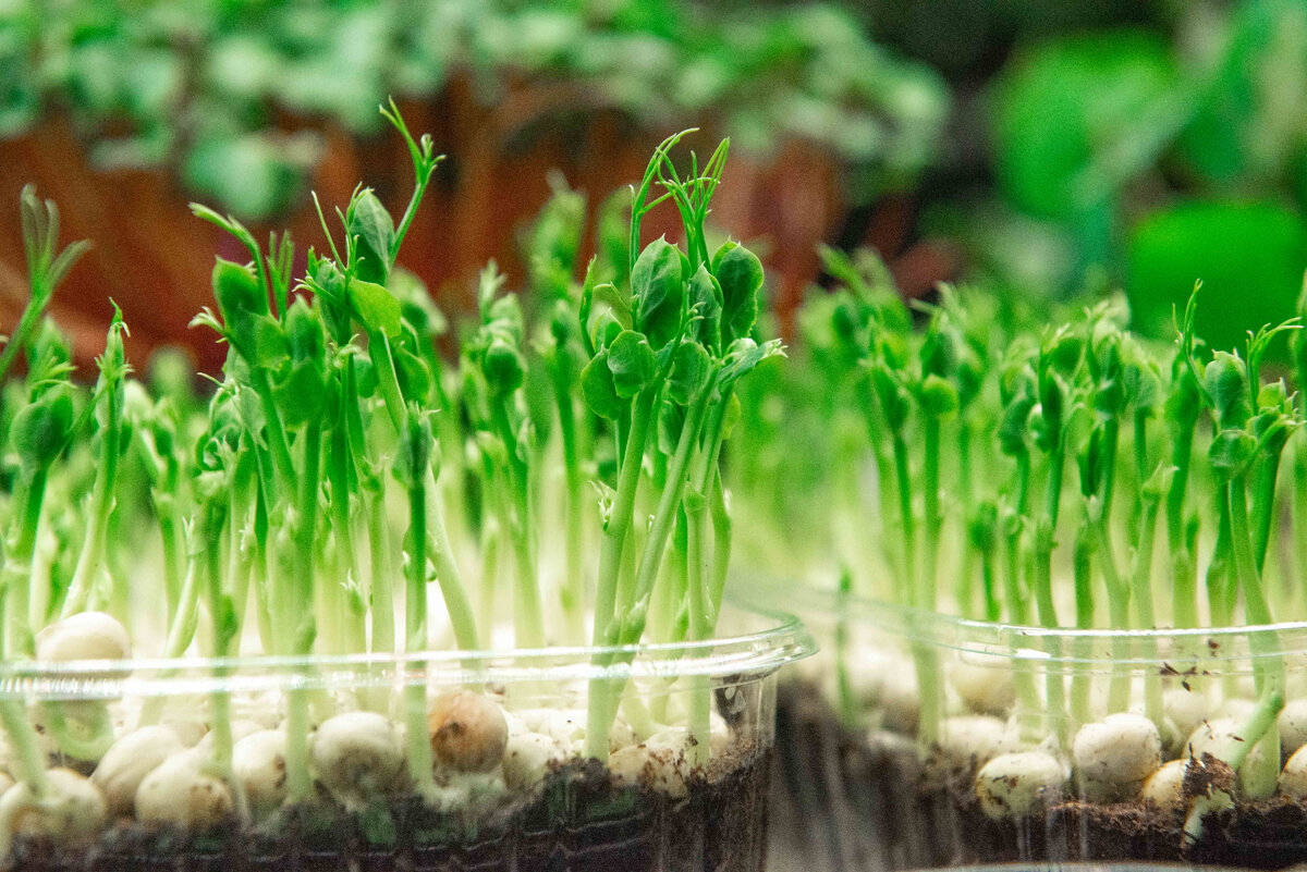 В микрозелени практически нет калорий, она идеально подходит для тех, кто сидит на диете
