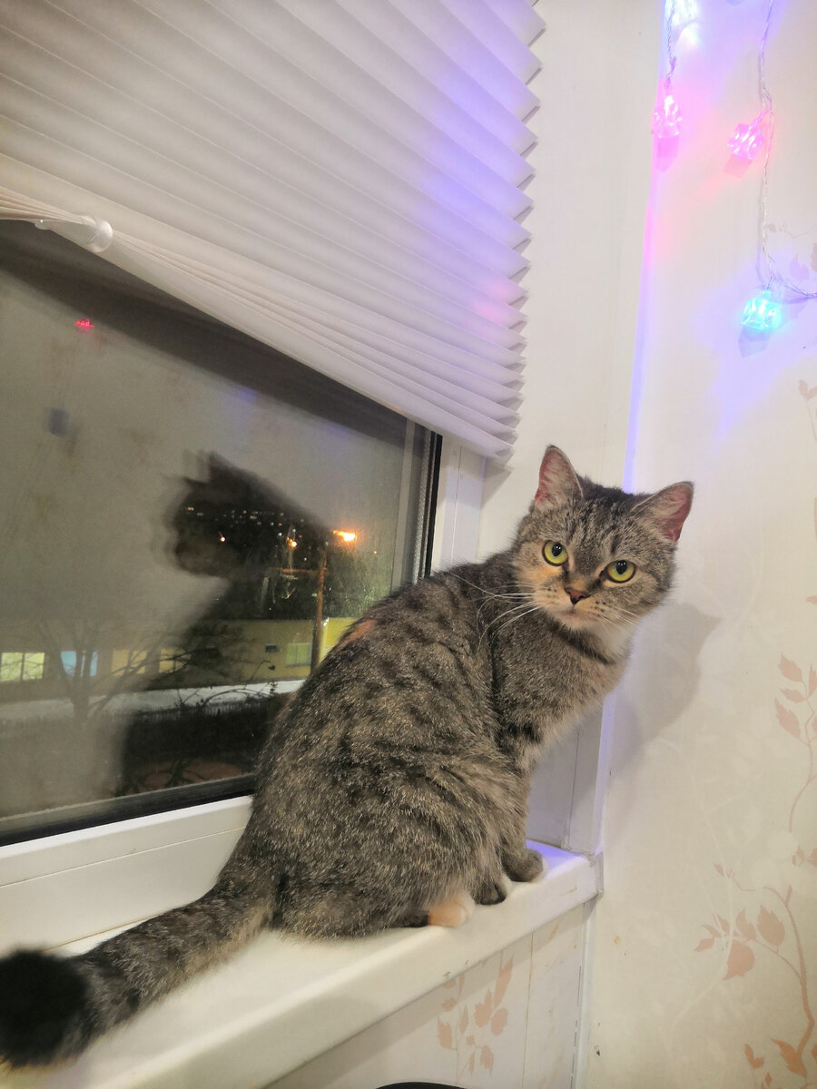 Животное не игрушка