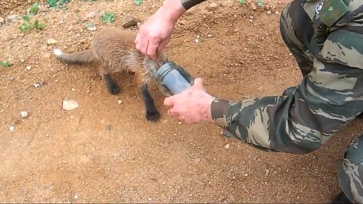 А в таких ситуациях помощь необходима. Животное не сможет снять посторонний предмет без помощи со стороны. 