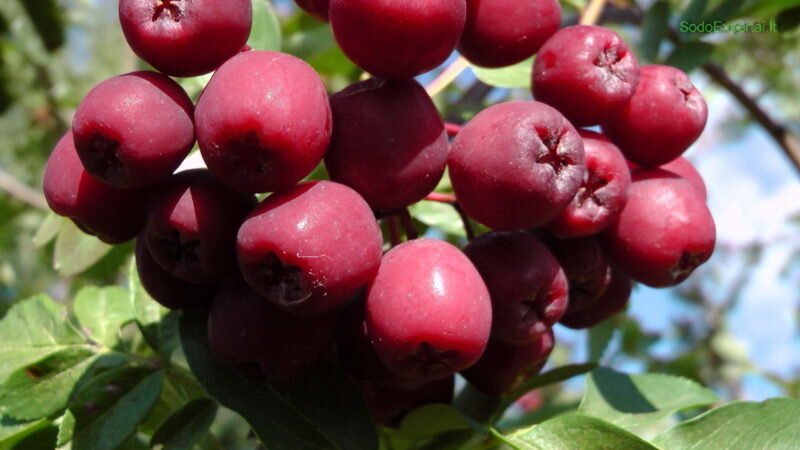 Гранатная рябина. Иллюстрация для статьи используется с сайта pro-dachnikov.com