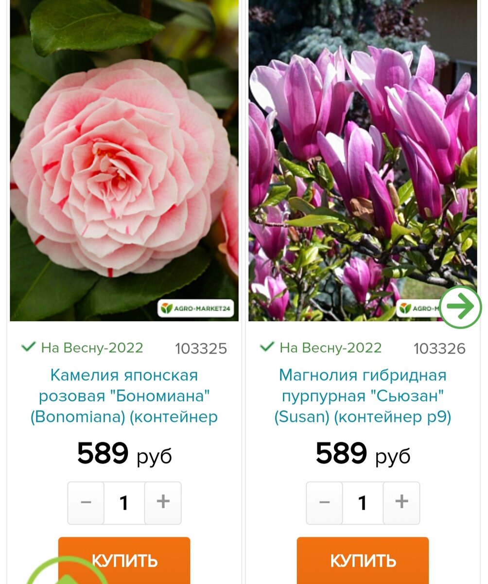 Цветочная няша канал на дзене. Cms продажа цветов. Цветы в марте какие купить. Продажи цветов без разрешения.