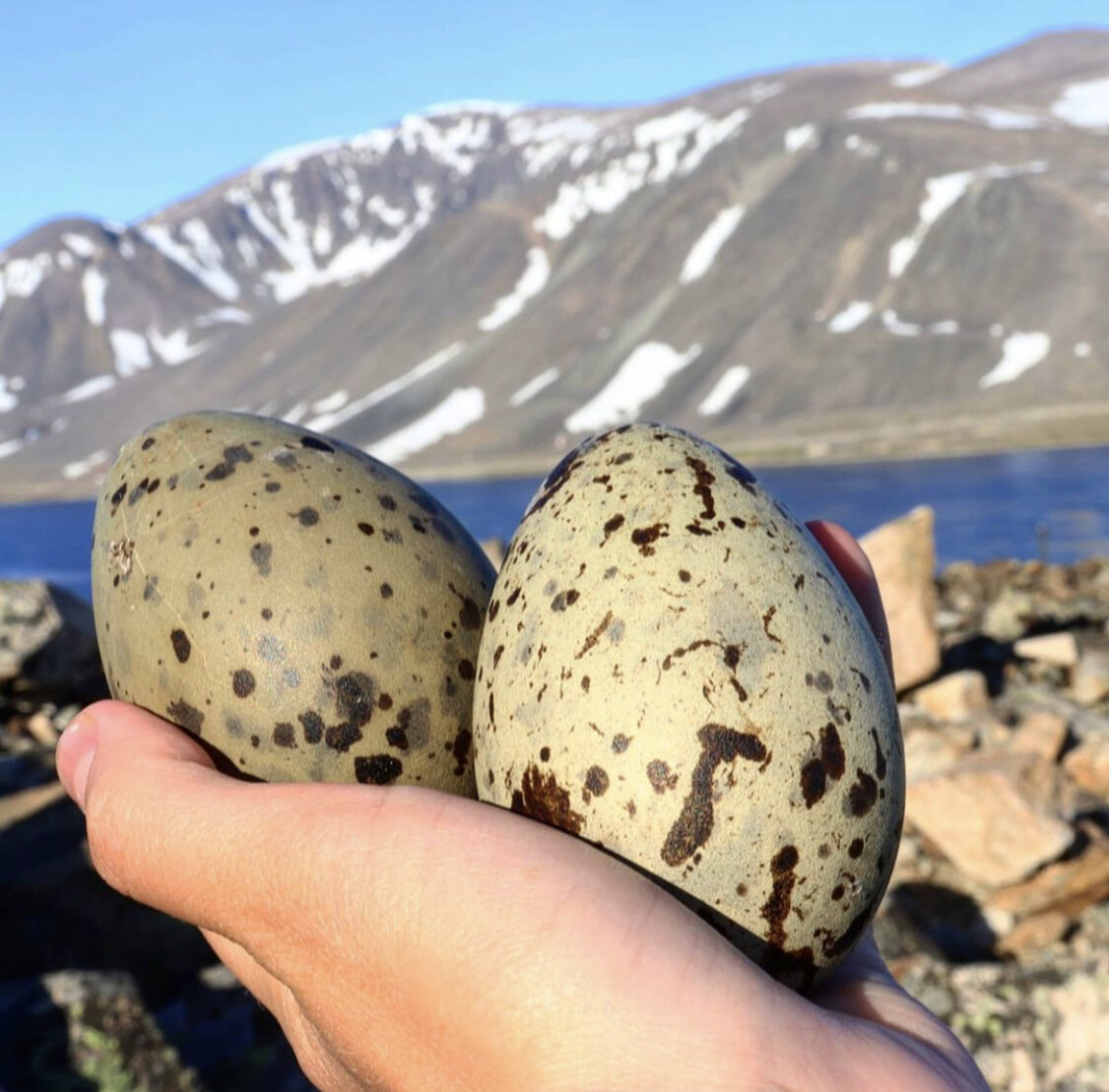 Крупнее куриного яйца 