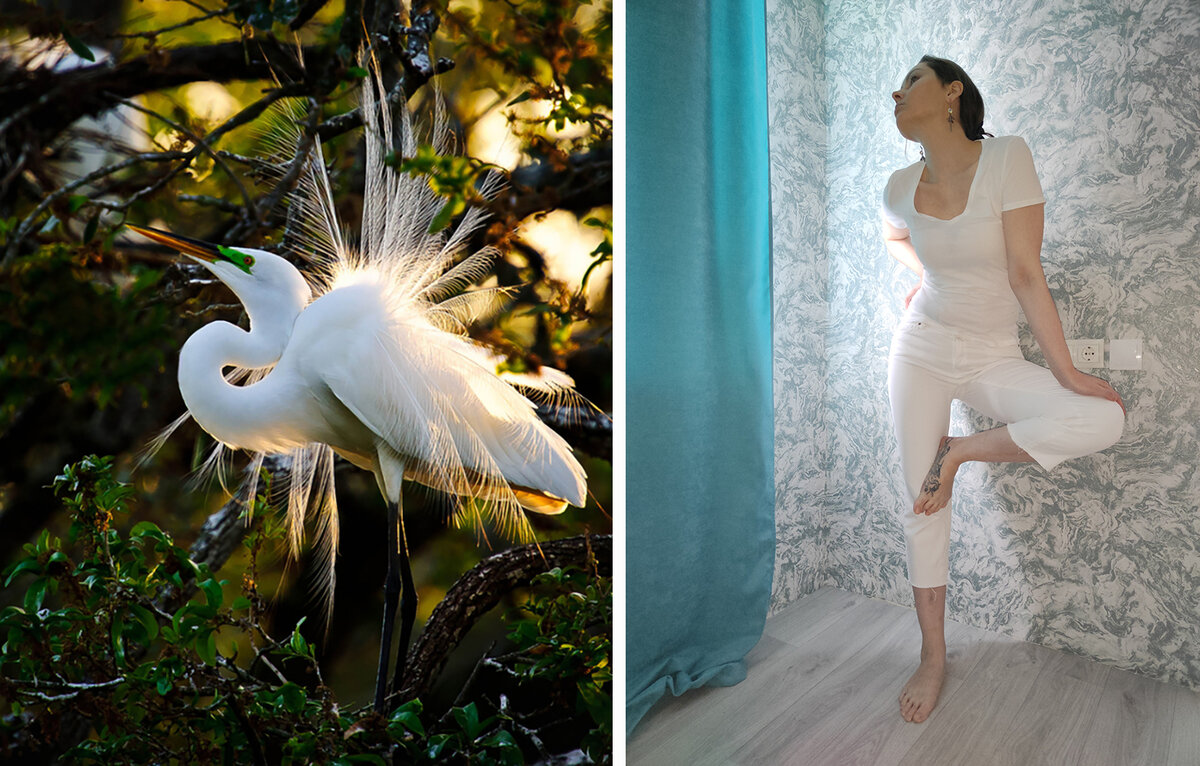 Автор и цапля Эгрет