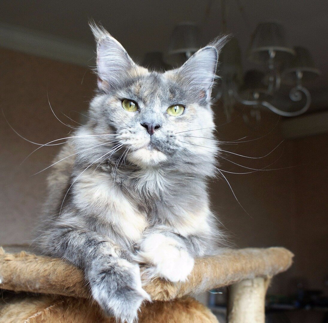 Фото из личного архива. Фаня - голубо-кремовая солидная черепаховая