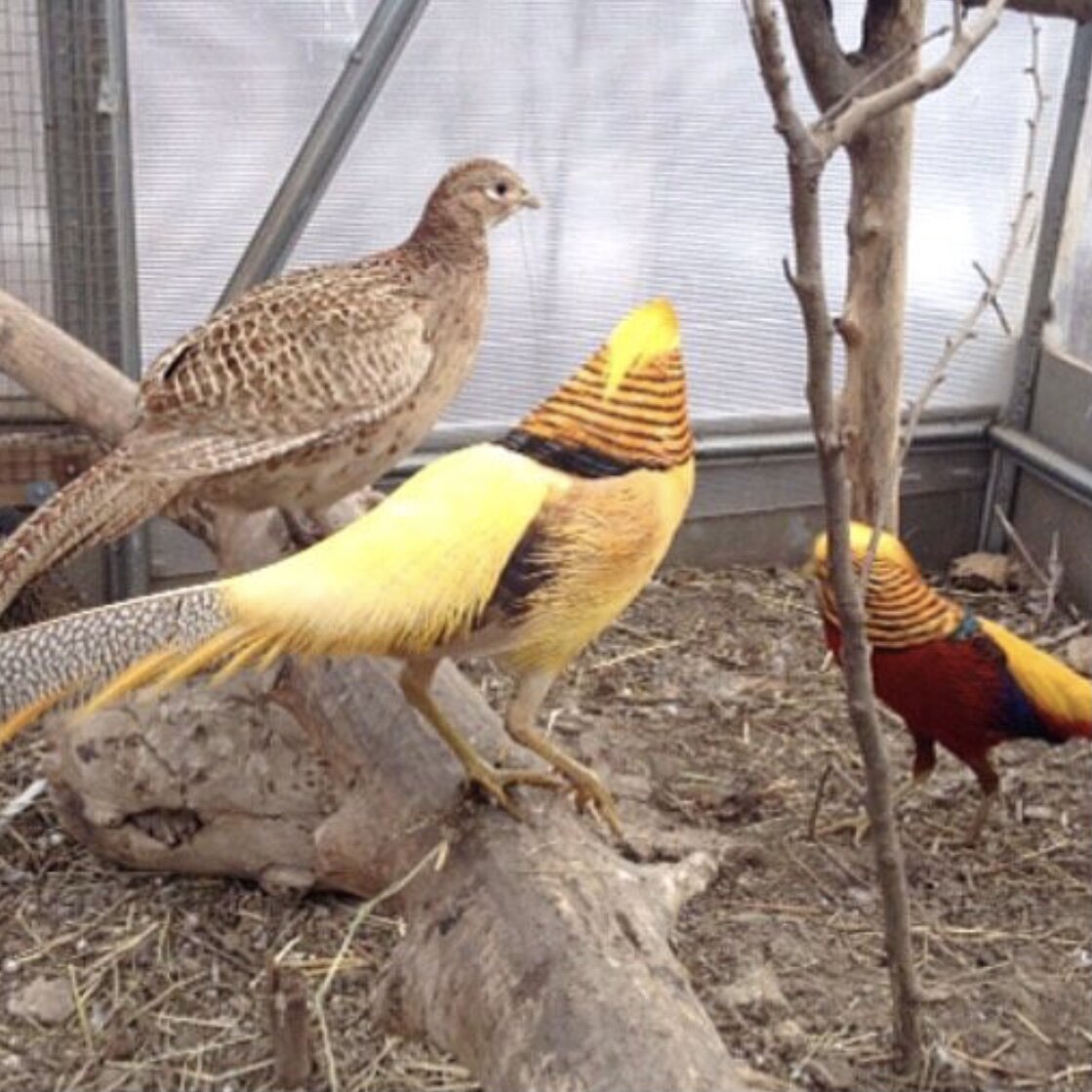 Фазан  - самец лимонной и золотой окраски, самка медной окраски.