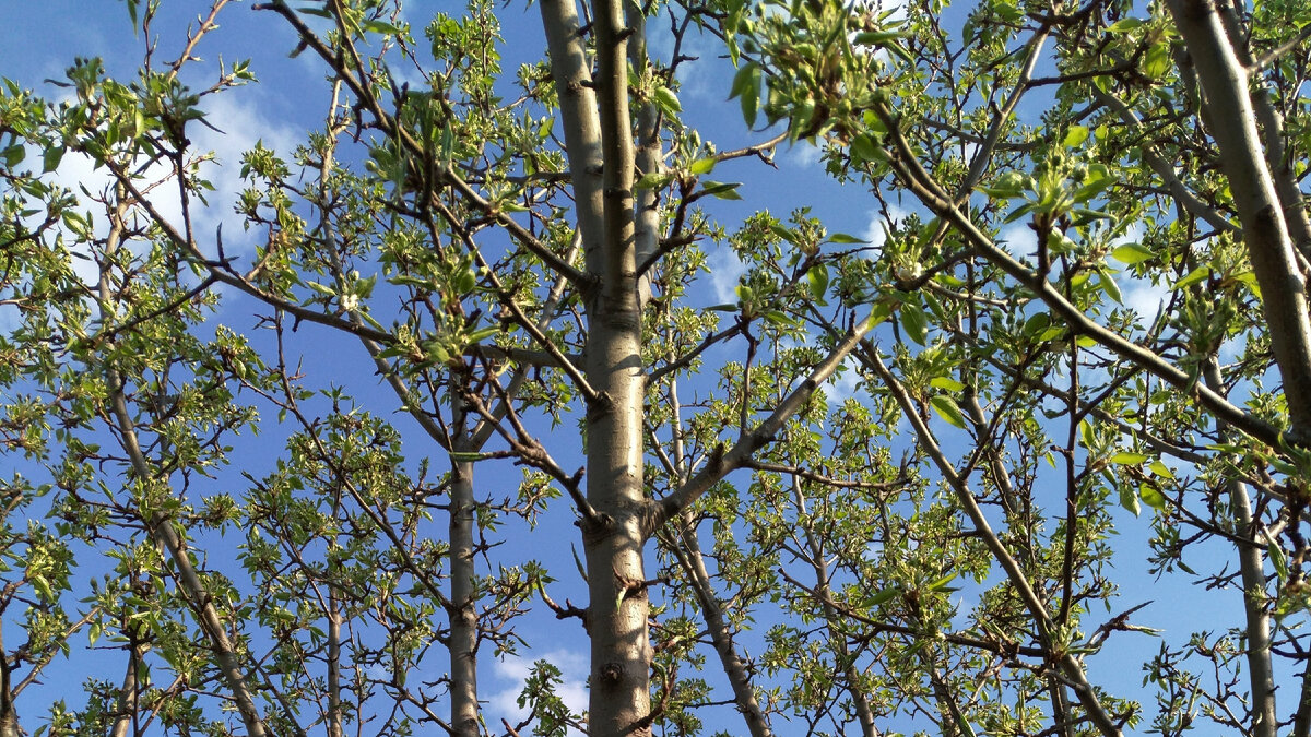 Дереву нужно больше воздуха и света