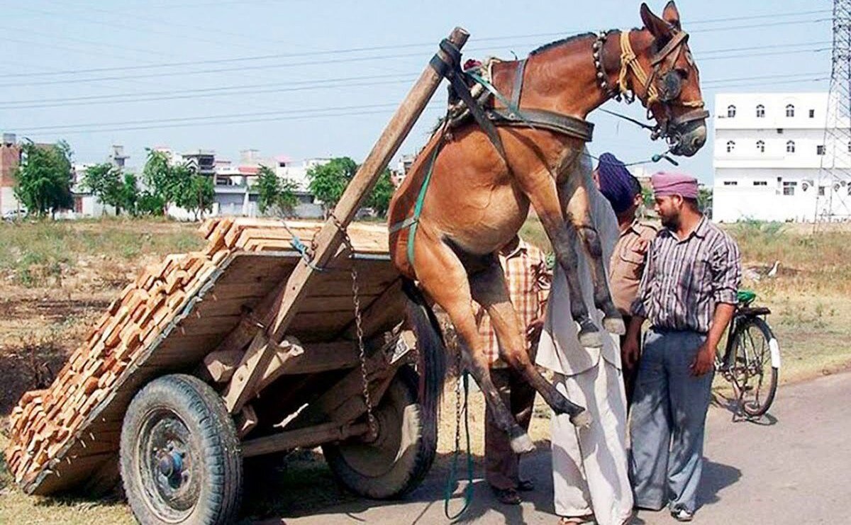 Пока Российский авто пром  очень похож на ослика. Цены взлетели вверх. 