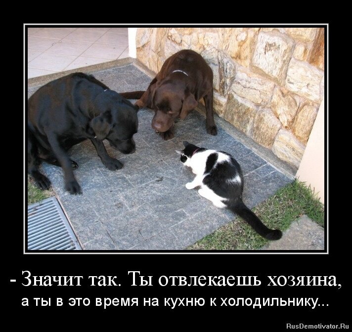 Хорошо отвлекал