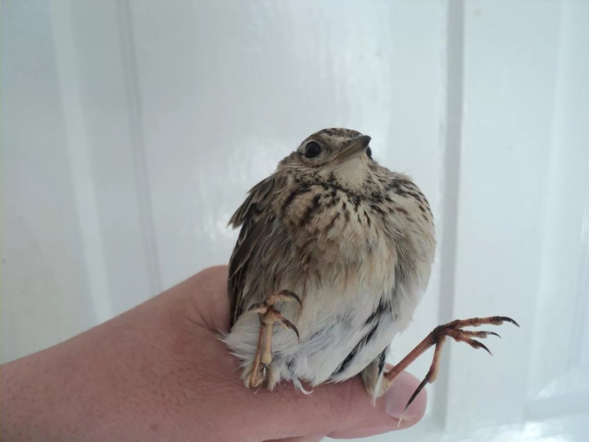 Не настолько внимательно! 