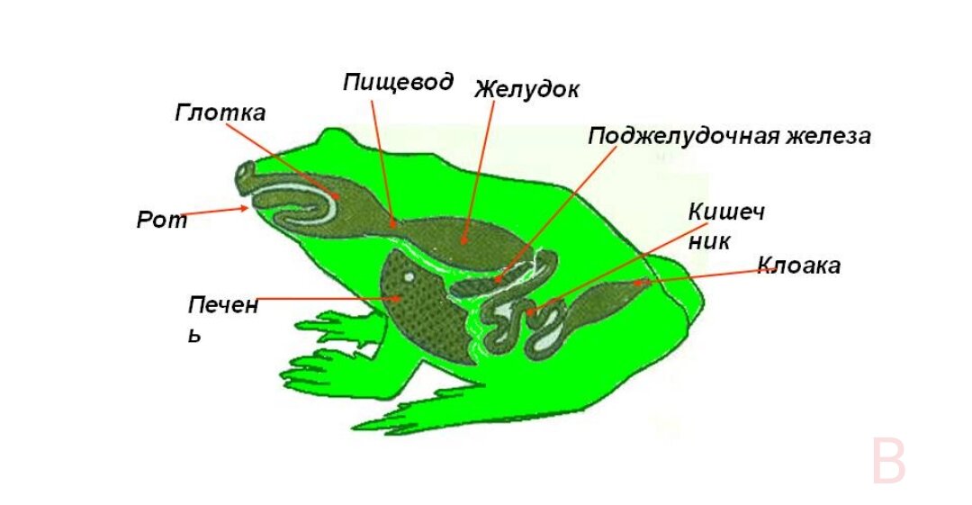 Внутреннее строение земноводных на примере лягушки