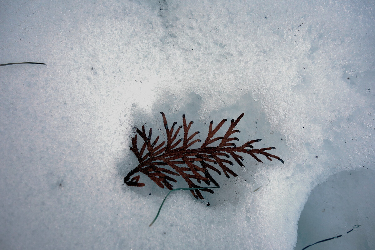 вот такой причудливый узор на снегу. Веточка как в теплой колыбельке...