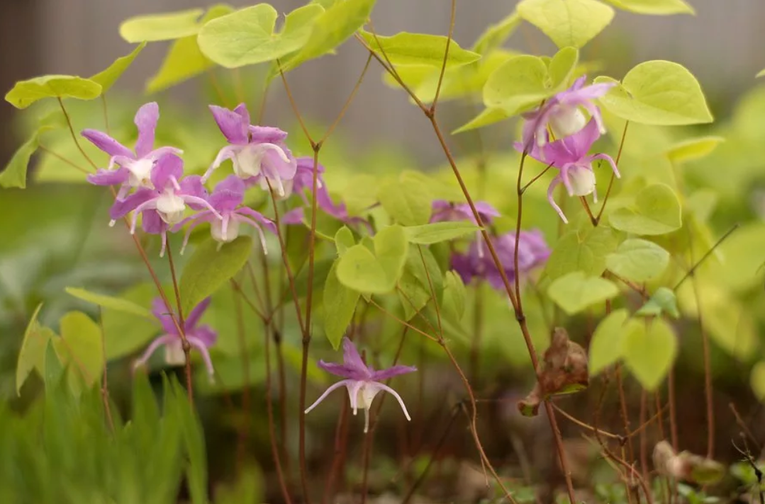 Фото горянка колхидская