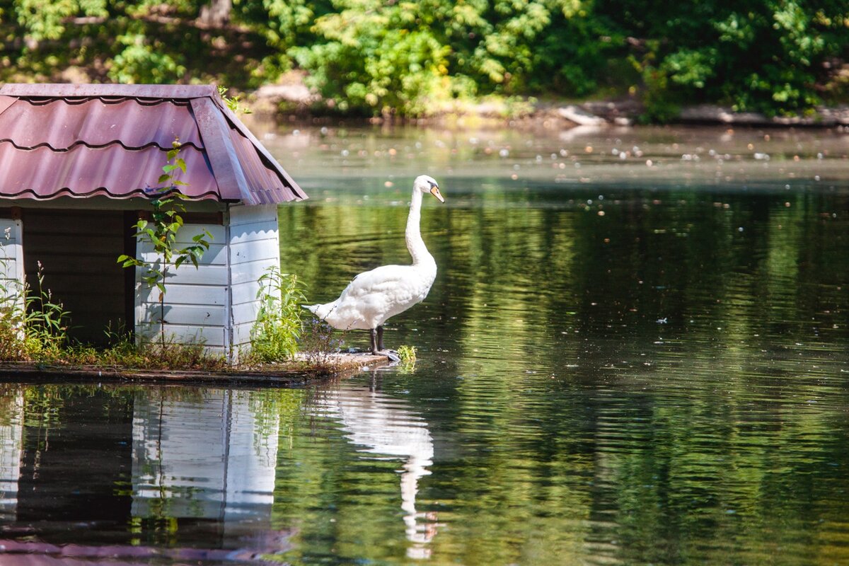 Оленьи пруды
