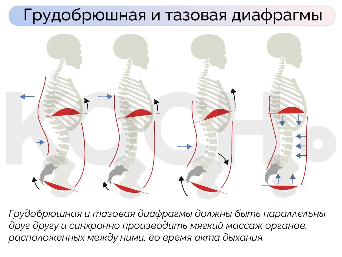 Тазовое дыхание