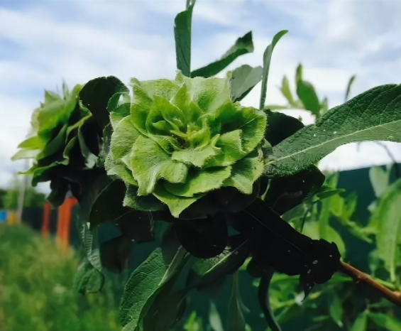 вот что удалось отыскать в Яндекс. Картинках