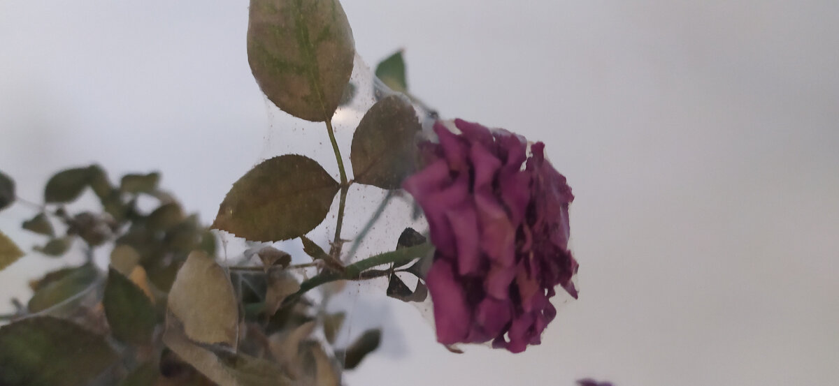 Паутинный клещ на розе 