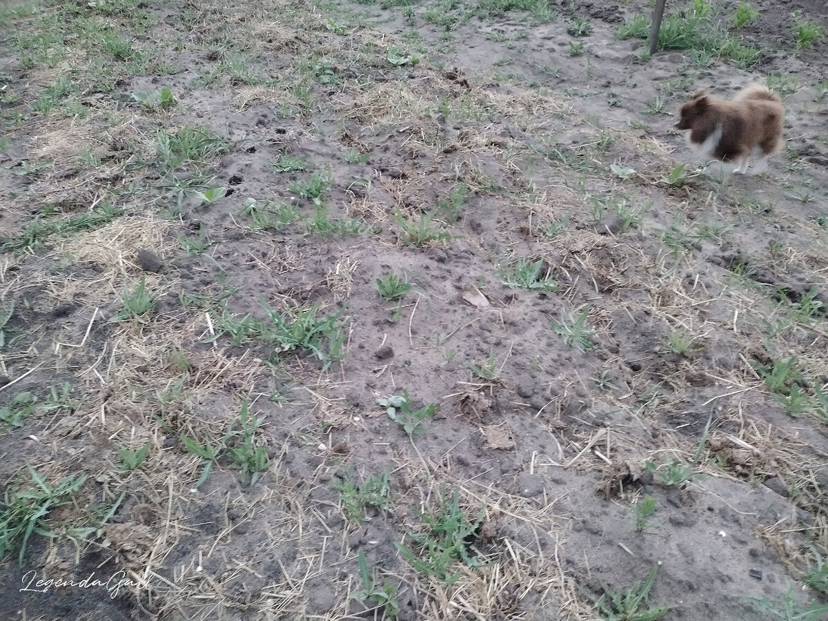 А вот это все давно пора полоть