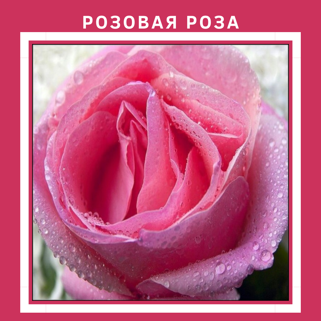 Половые розочки. Розовый бутон. Розовые цветы. Розовые розы. Женский бутон.