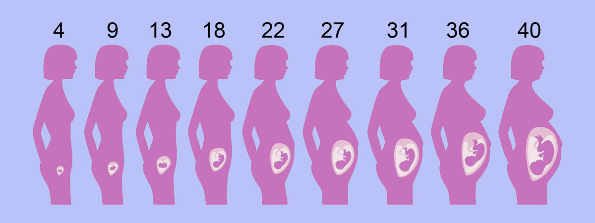 Внутриутробное развитие по неделям беременности