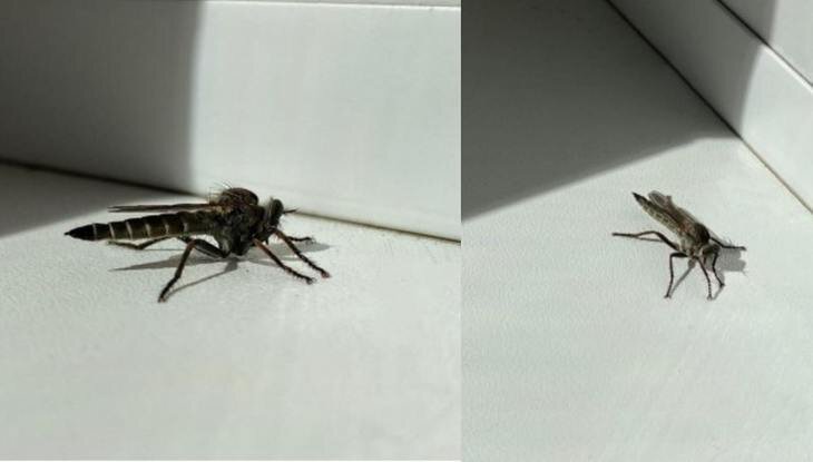    Муха-киллер охотится на проволочника – злостного вредителя картофеля