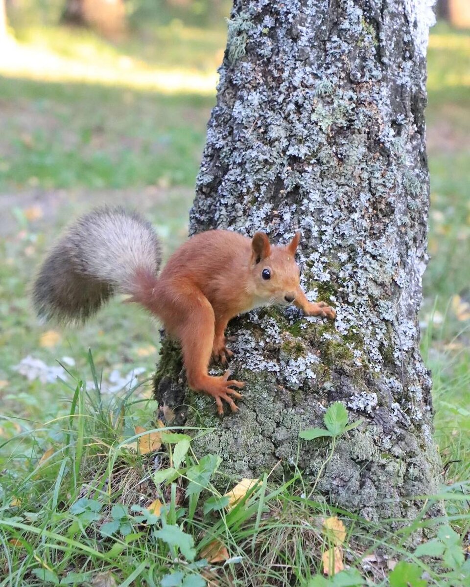 Почти обезьянка