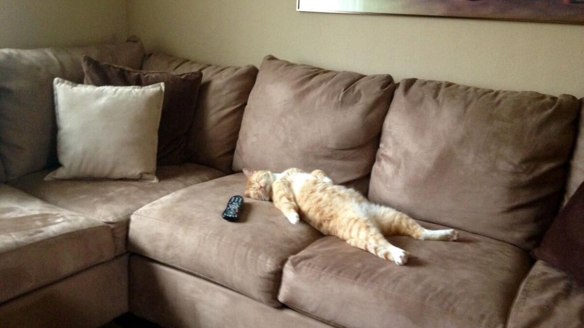 иллюстрация из яндекс картинки.