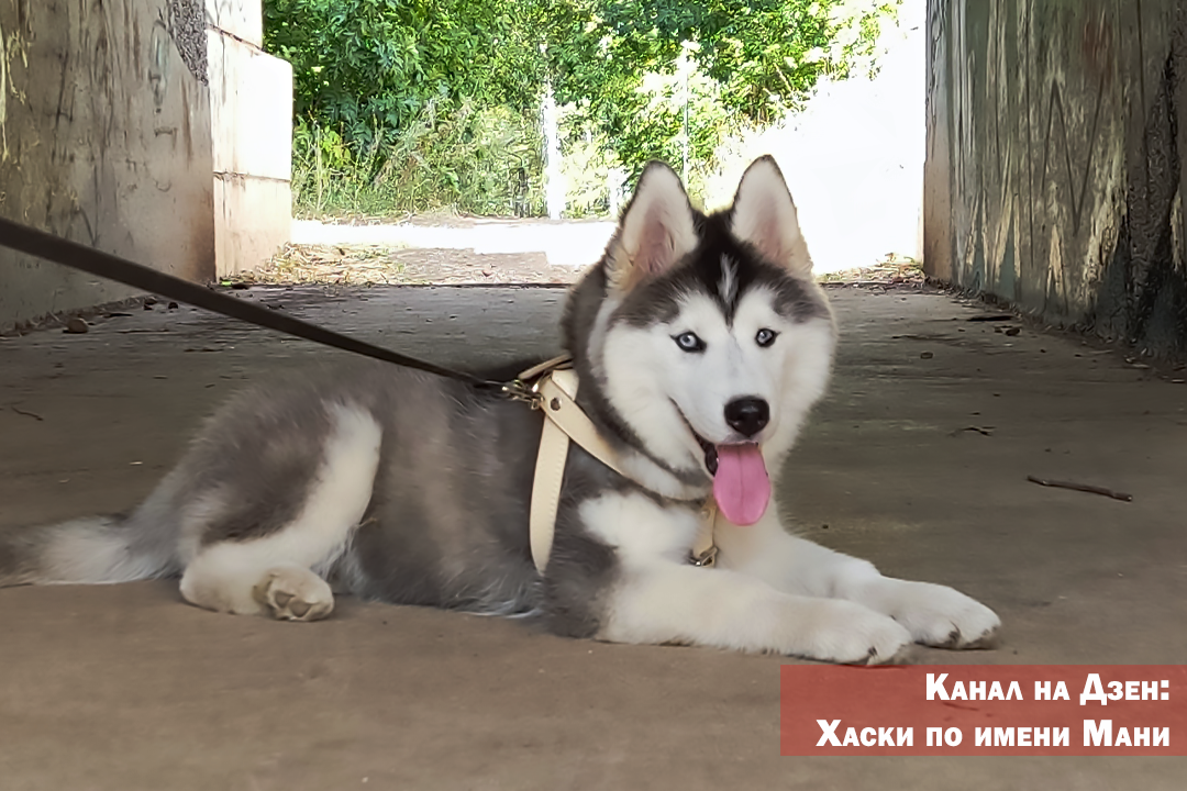 Я думаю, многие слышали, что якобы один год жизни собаки примерно равняется семи человеческим. Значительная часть любителей собак приняли эту информацию и живут с нею. На самом деле это миф!