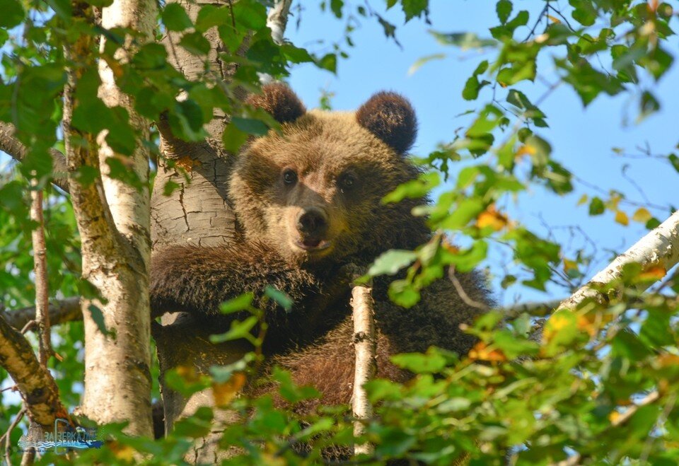     Во время реабилитации исключалось любое общение  Алтайского государственного природного биосферного заповедника