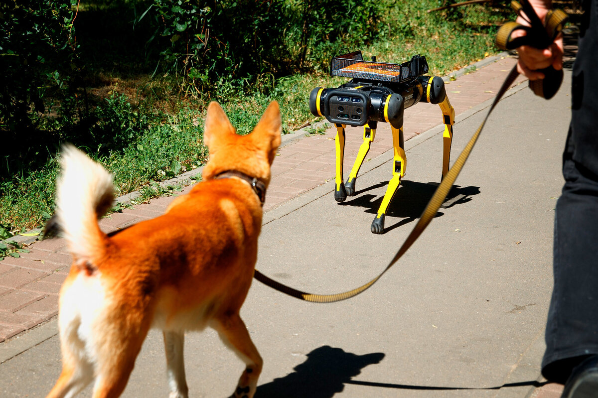     Четыре ноги и тонна обаяния: тест-драйв самого экзотического гаджета для знакомств